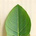 Icono de una hoja simbolizando cuidado natural